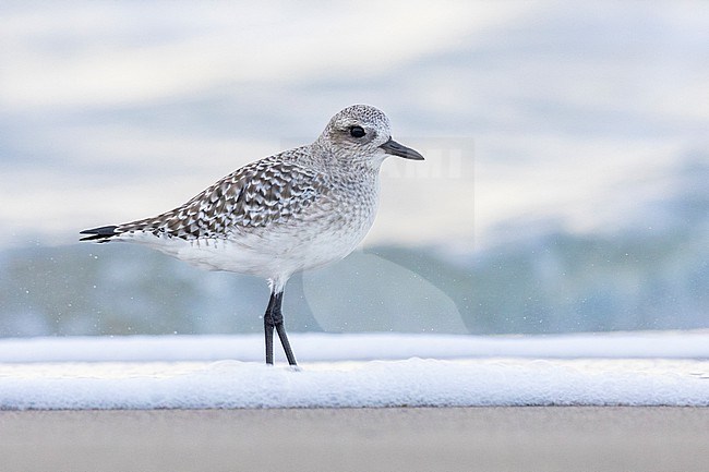 Grey Plover (Pluvialis squatarola), side view of an adult standing on the shore, Campania, Italy stock-image by Agami/Saverio Gatto,