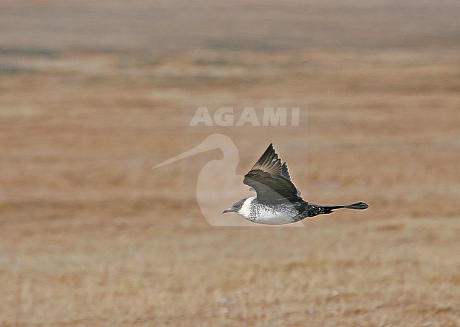 Adult Pomarine Skua (Stercorarius pomarinus) flying above tundra of Alaska during short summer. stock-image by Agami/Pete Morris,