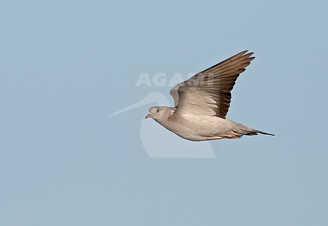 Stock Dove adult flying; Holenduif volwassen vliegend stock-image by Agami/Jari Peltomäki,