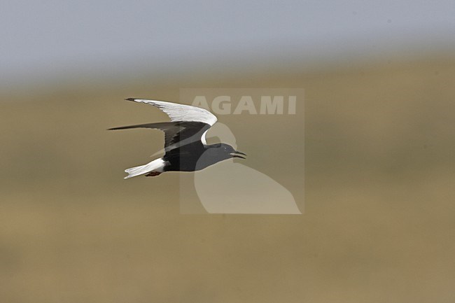White-winged Tern adult summer-plumage flying, Witvleugelstern adult zomerkleed vliegend stock-image by Agami/Jari Peltomäki,