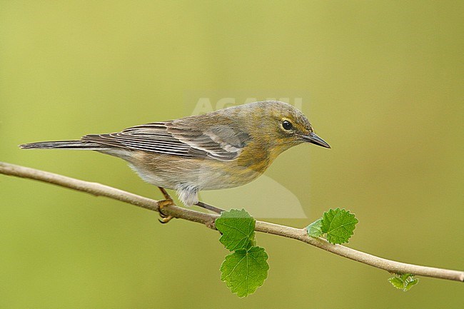 Adult female
Harris Co., TX
February 2007 stock-image by Agami/Brian E Small,