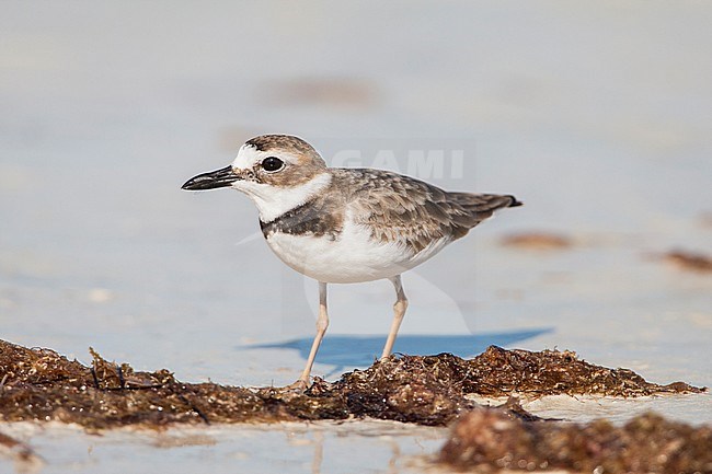 Wilson's Plover, Charadrius wilsonia stock-image by Agami/Wil Leurs,