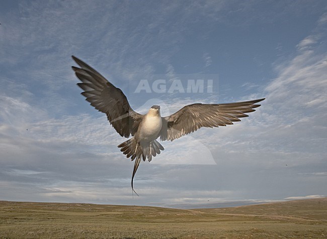Long-tailed Skua adult defending its nest; Kleinste Jager volwassen zijn nest verdedigend stock-image by Agami/Jari Peltomäki,