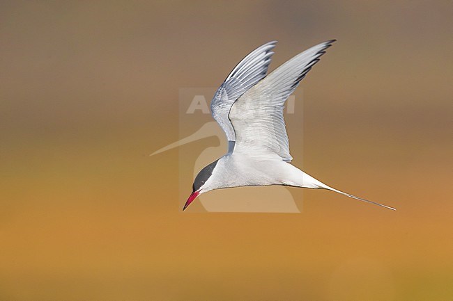 Flying adult Arctic Tern (Sterna paradisaea) in breeding plumage in Iceland during spring. stock-image by Agami/Daniele Occhiato,