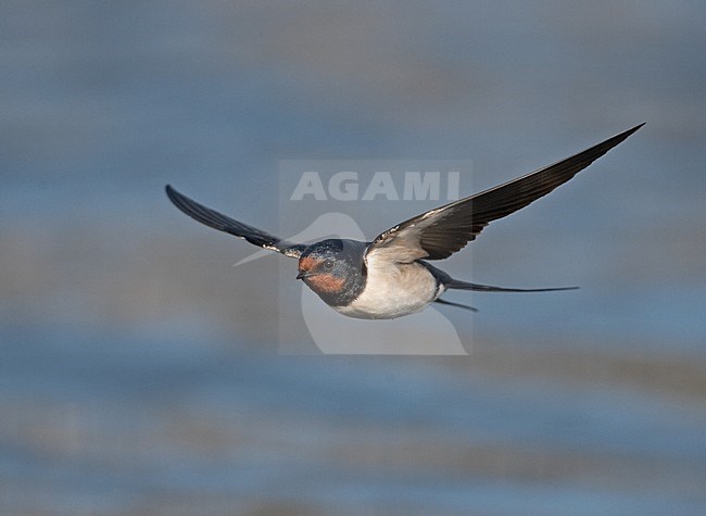 Boerenzwaluw vliegend boven water; Barn Swallow flying over water stock-image by Agami/Jari Peltomäki,