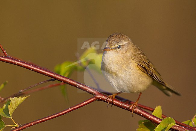 Willow Warbler - Fitis - Phylloscopus trochilus ssp. trochilus, Germany stock-image by Agami/Ralph Martin,