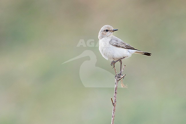 Finsch's Wheatear (Oenanthe finschii) adult female perched on a branch stock-image by Agami/Ralph Martin,