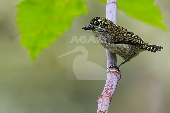 Speckled Tinkerbird (Pogoniulus scolopaceus) perched on a branch in Angola. stock-image by Agami/Dubi Shapiro,