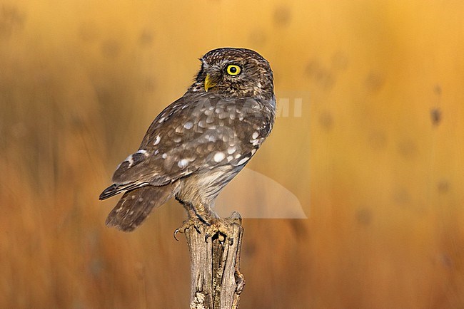 Little Owl (Athene noctua) in Italy. stock-image by Agami/Daniele Occhiato,