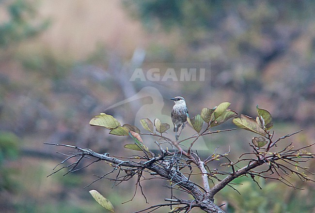 Congo Moor Chat (Myrmecocichla tholloni) in Gabon. stock-image by Agami/Pete Morris,