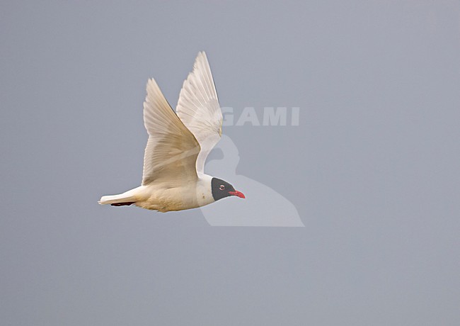 Volwassen zomerkleed Zwartkopmeeuw in vlucht; Adult Mediterranean Gull in summer plumage in flight stock-image by Agami/Markus Varesvuo,