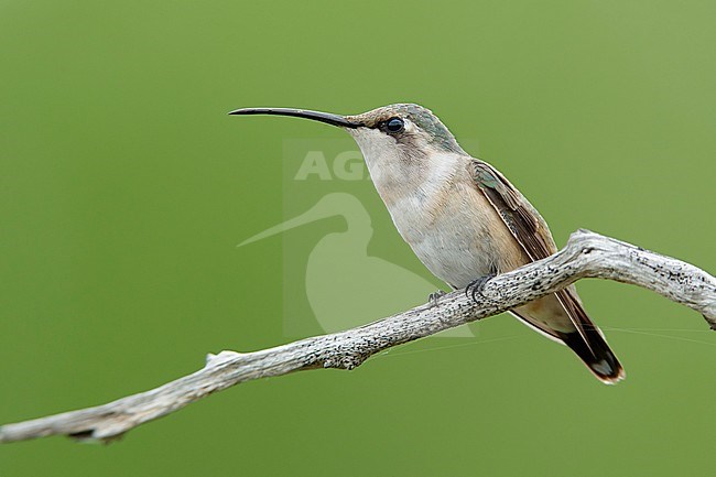 Adult female Lucifer Hummingbird (Calothorax lucifer) perched on a twig in Brewster County, Texas, USA. stock-image by Agami/Brian E Small,