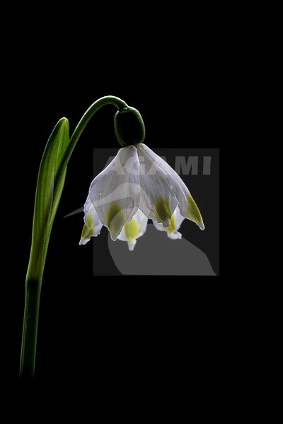 Spring Snowflake; Leucojum vernum stock-image by Agami/Wil Leurs,