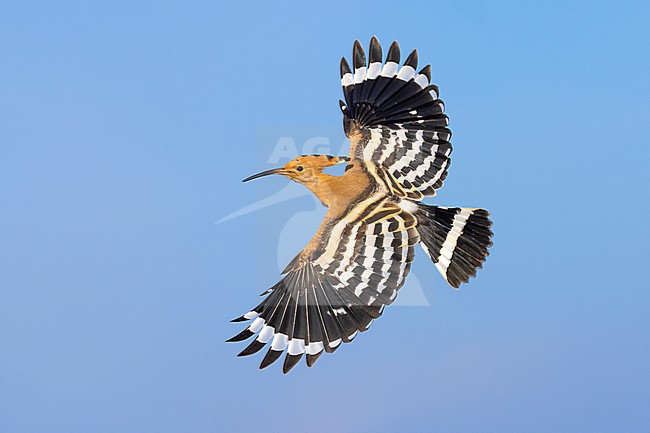 Eurasian Hoopoe, Upupa epops, in Italy. stock-image by Agami/Daniele Occhiato,