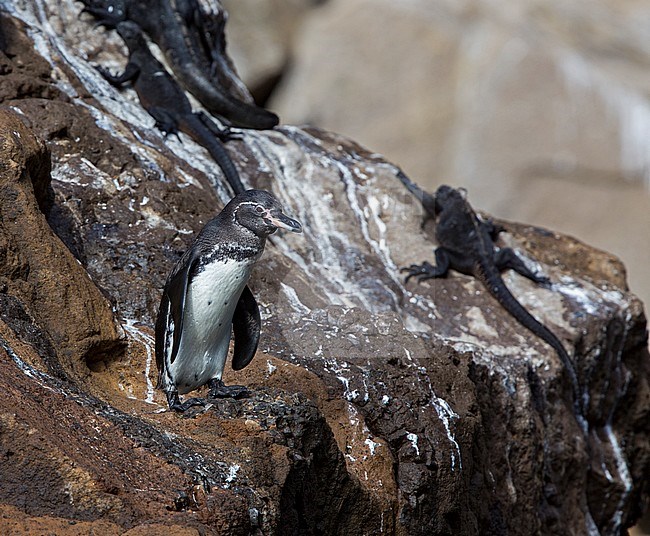 Galapagos Penguin (Spheniscus mendiculus), a rare endemic from the Galapagos Islands stock-image by Agami/Andy & Gill Swash ,