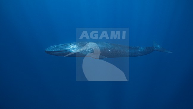 Blue Whale (Balaenoptera musculus ssp brevicauda) swimming. stock-image by Agami/Lennart Verheuvel,