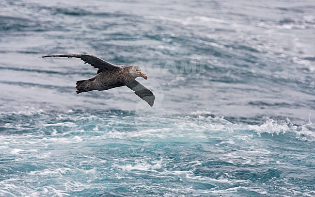 Noordelijke Reuzenstormvogel vliegend boven volle zee; Hall's Giant Petrel flying above the ocean stock-image by Agami/Marc Guyt,