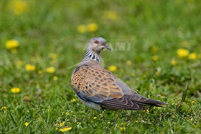Zomertortel op grasveld; European Turtle Dove on lawn stock-image by Agami/Daniele Occhiato,