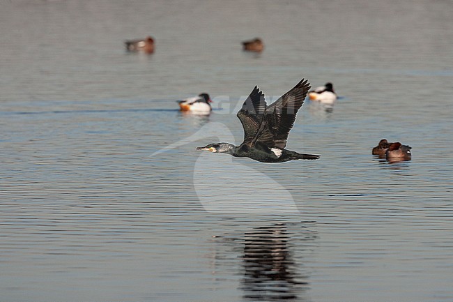 Great Cormorant (Phalacrocorax carbo) in the Netherlands. Adult in summer plumage flying low over the water with several ducks in the background. stock-image by Agami/Marc Guyt,