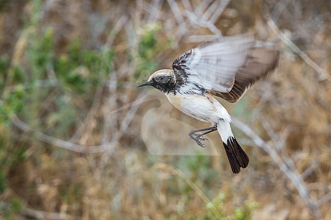Adult male Eastern Desert Wheatear perched on a small bush in steppes of Western Kazakhstan. May 2017. stock-image by Agami/Vincent Legrand,