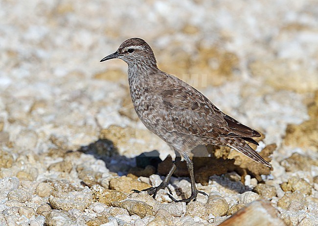 Tuamotu sandpiper (Prosobonia parvirostris) at Tahanea - Tuamotu archipelago - French Polynesia. stock-image by Agami/Aurélien Audevard,