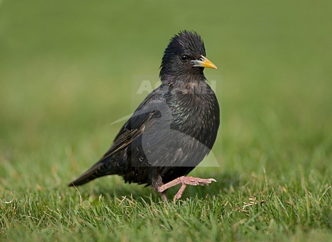 Common Starling, Spreeuw stock-image by Agami/Marc Guyt,
