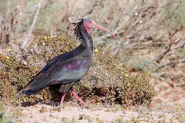 Northern Bald Ibis (Geronticus eremita), side view of an adult walking in its habitat in Morocco stock-image by Agami/Saverio Gatto,