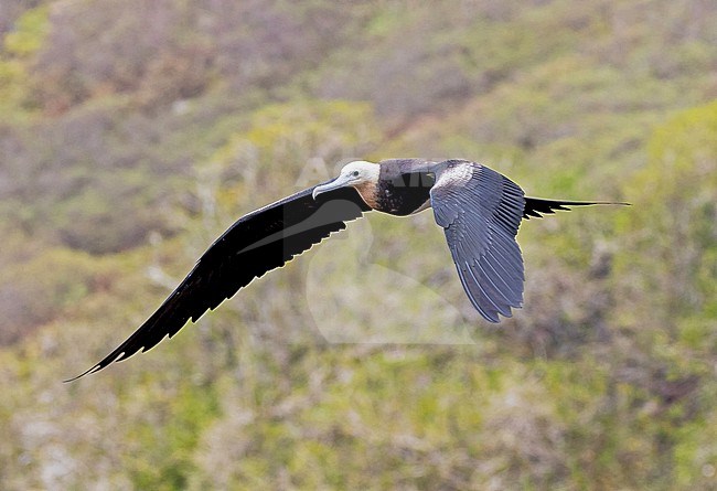 Juvenile Great Frigatebird, Fregata minor, in flight. Photographed during a French Polynesia & The Cook Islands expedition cruise. stock-image by Agami/Pete Morris,