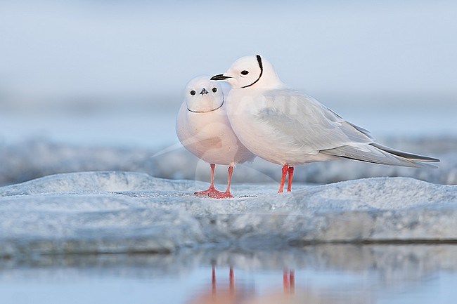 Adult male and second calendar year female Ross's Gull (Rhodostethia rosea) in breeding plumage standing on ice near Barrow in northern Alaska, United States. stock-image by Agami/Dubi Shapiro,