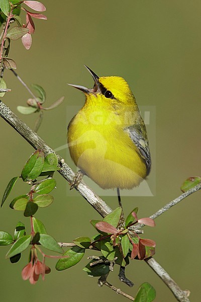 Adult male Blue-winged Warbler (Vermivora cyanoptera) during spring migration at Galveston County, Texas, USA. stock-image by Agami/Brian E Small,