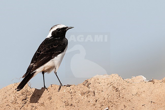 Bonte Tapuit, Pied Wheatear, Oenanthe pleschanka stock-image by Agami/Arend Wassink,