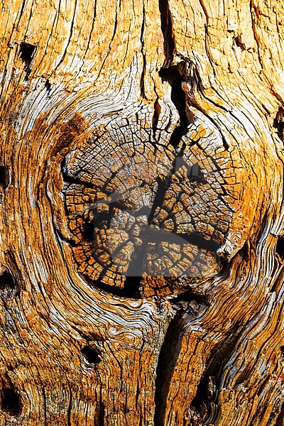 Wood knot stock-image by Agami/Wil Leurs,