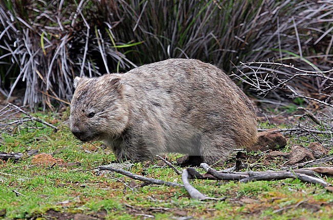 Common wombat stock-image by Agami/Pete Morris,