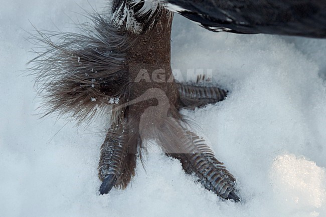 Auerhoen poot, Western Capercaillie leg stock-image by Agami/Markus Varesvuo,
