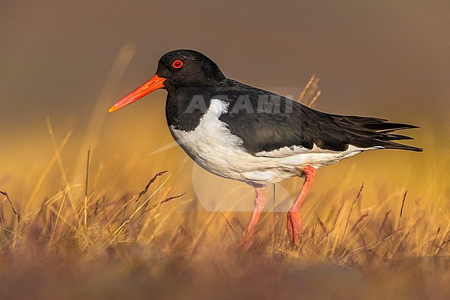 Adult Eurasian Oystercatcher (Haematopus ostralegus) during spring on Iceland. stock-image by Agami/Daniele Occhiato,