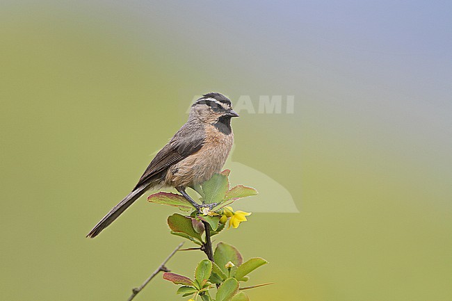 White-browed tit (Poecile superciliosus) on Tibetan plateau, Qinghai, China. stock-image by Agami/James Eaton,