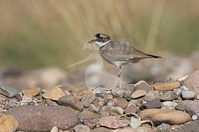 Long-billed Plover on stones in gravel riverbed China, Japanse Bontbekplevier op kiezel stenen in grind rivier China stock-image by Agami/Ran Schols,