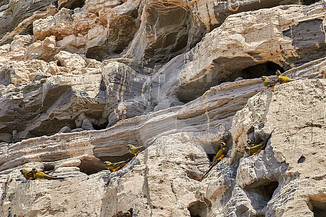 Burrowing Parrot (Cyanoliseus patagonus) seashore cliff colony, Argentina stock-image by Agami/Tomas Grim,