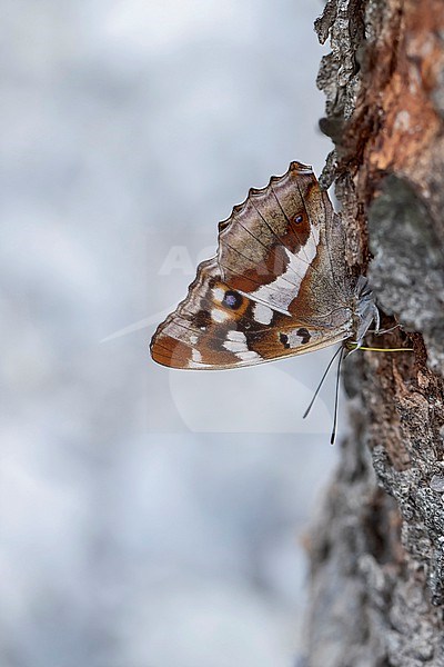 male purple emperor (apatura iris) sucking the tree juice of a Sycamore stock-image by Agami/Mathias Putze,