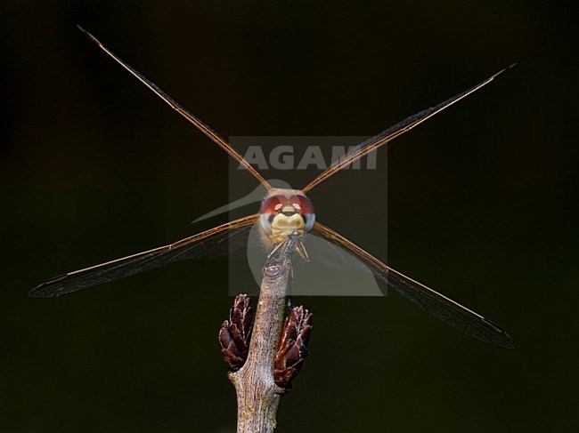 Imago Zwervende heidelibel; Adult Red-veined Darter stock-image by Agami/Fazal Sardar,
