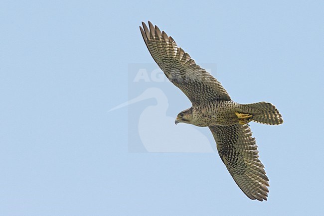 Vrouwtje Lannervalk in vlucht, Female Lanner falcon in flight stock-image by Agami/Markus Varesvuo,