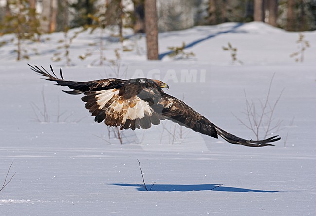 Golden Eagle immature flying; Steenarend onvolwassen vliegend stock-image by Agami/Markus Varesvuo,