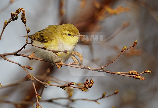 Fluiter zittend op takje; Wood Warbler perched on a branch stock-image by Agami/Markus Varesvuo,