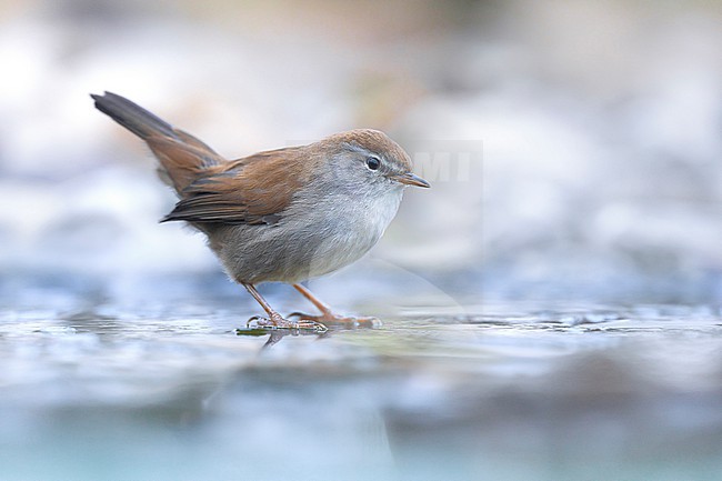 Cetti's Warbler, Cettia cetti, in Italy. stock-image by Agami/Daniele Occhiato,