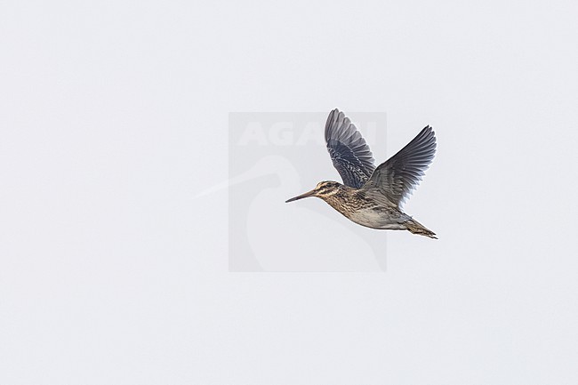 Jack Snipe (Lymnocryptes minimus) flying over Westdam of Zeebrugge, West Flanders, Belgium. stock-image by Agami/Vincent Legrand,