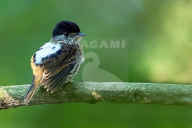 Male African Broadbill (Smithornis capensis) perched on a branch in a tree in Angola. stock-image by Agami/Dubi Shapiro,