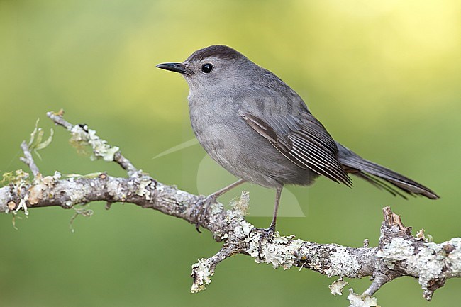 Katvogel, Gray Catbird stock-image by Agami/Brian E Small,
