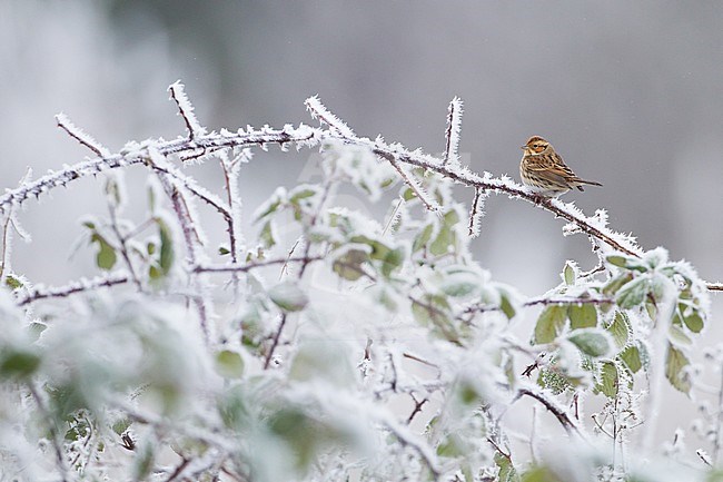 Little Bunting, Emberiza pusilla stock-image by Agami/Menno van Duijn,