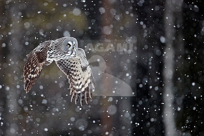 Great Grey Owl (Strix nebulosa) dring cold winter in taiga forest in northern Finland. stock-image by Agami/Markus Varesvuo,