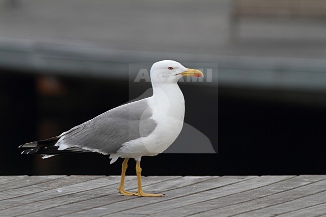 Portret van Geelpootmeeuw, Portrait of Yellow-legged Gull stock-image by Agami/Chris van Rijswijk,